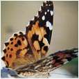 Schmetterling